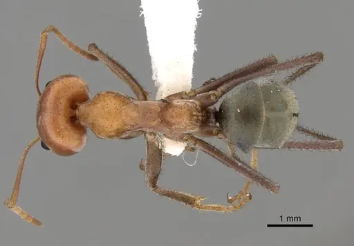 Iridomyrmex reburrus - CASENT0249727