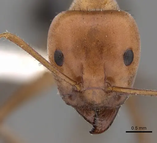 Iridomyrmex reburrus - CASENT0249727