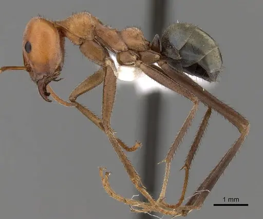 Iridomyrmex reburrus - CASENT0249727