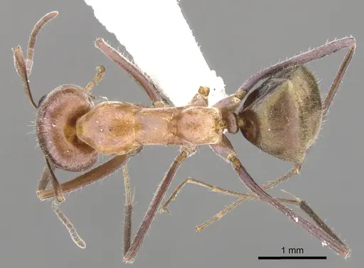 Iridomyrmex roseatus specimen