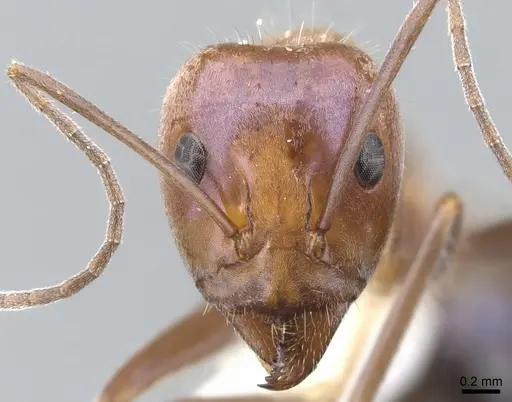 Iridomyrmex roseatus specimen