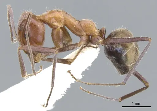 Iridomyrmex roseatus specimen