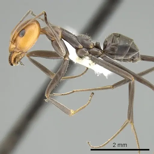 Iridomyrmex rubriceps specimen