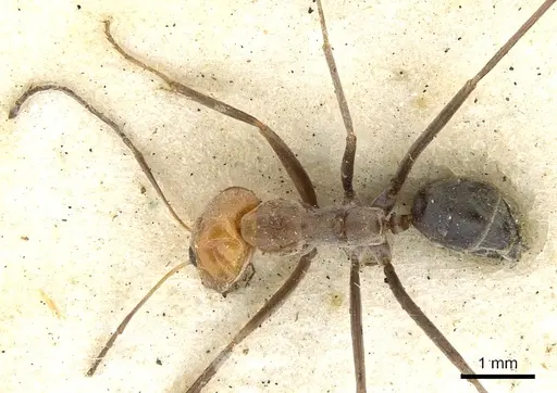Iridomyrmex rubriceps - CASENT0903080