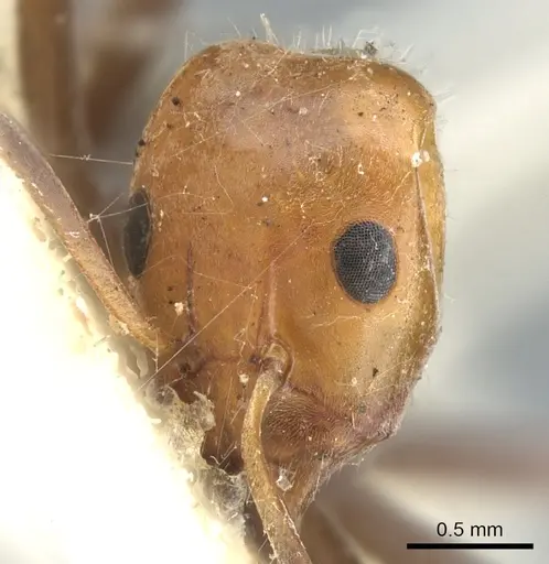 Iridomyrmex rubriceps - CASENT0903080