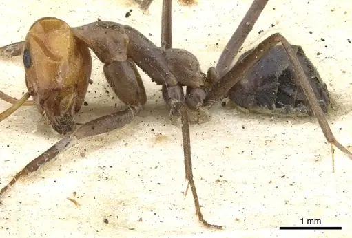 Iridomyrmex rubriceps - CASENT0903080