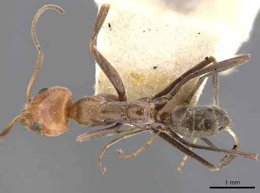 Iridomyrmex rubriceps - CASENT0909534