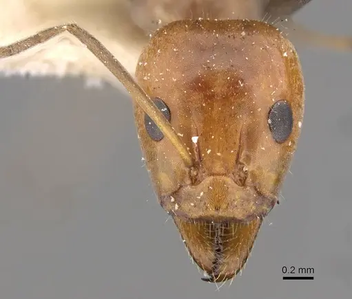 Iridomyrmex rubriceps - CASENT0909534