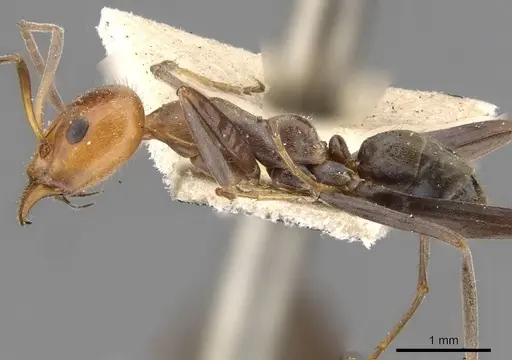 Iridomyrmex rubriceps - CASENT0909534