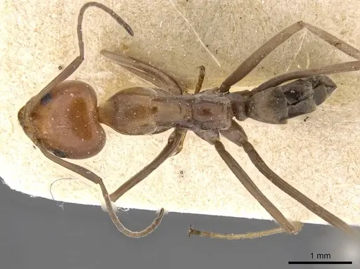 Iridomyrmex rubriceps - CASENT0909554