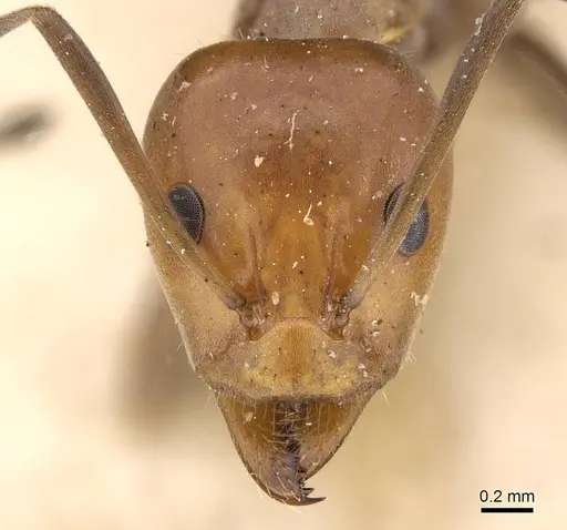 Iridomyrmex rubriceps - CASENT0909554