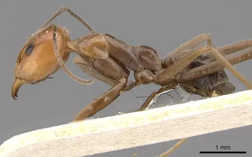 Iridomyrmex rubriceps - CASENT0909554