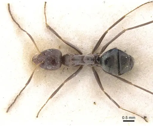 Iridomyrmex rubriceps - CASENT0911556