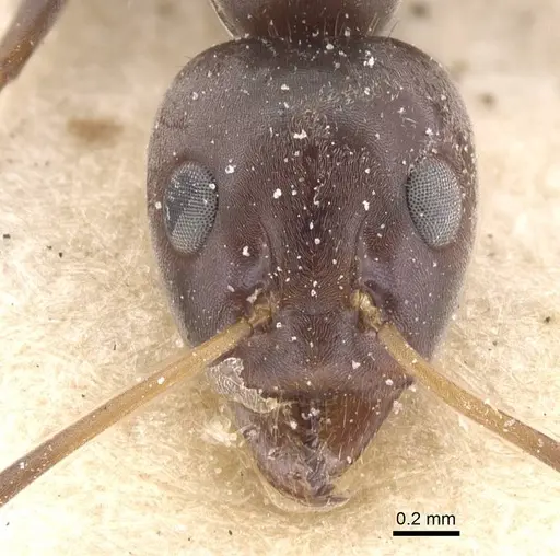 Iridomyrmex rubriceps - CASENT0911556