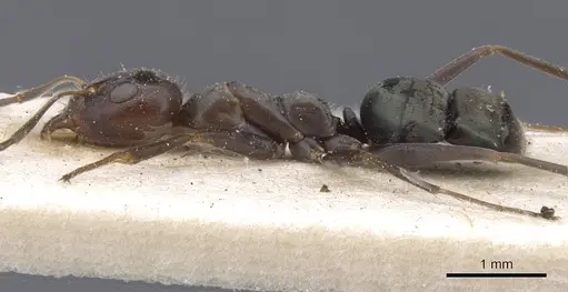 Iridomyrmex rubriceps - CASENT0911556