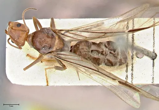 Iridomyrmex rubriceps - FOCOL2819