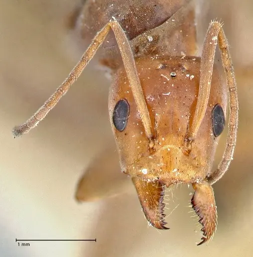Iridomyrmex rubriceps - FOCOL2819