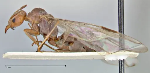 Iridomyrmex rubriceps - FOCOL2819