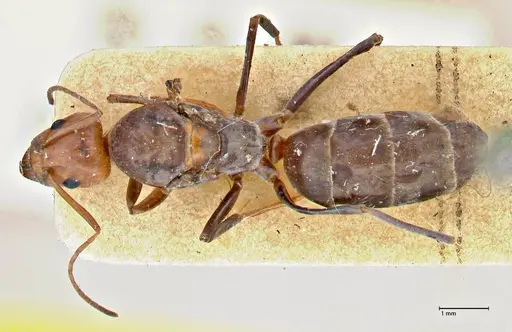 Iridomyrmex rubriceps - FOCOL2820