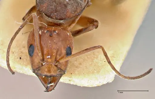 Iridomyrmex rubriceps - FOCOL2820