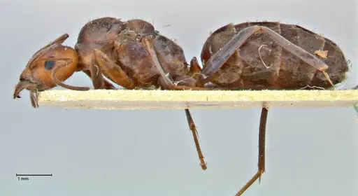 Iridomyrmex rubriceps - FOCOL2820