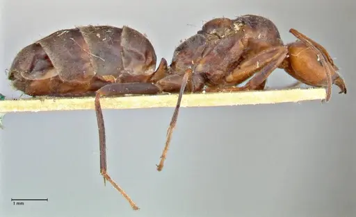Iridomyrmex rubriceps - FOCOL2820