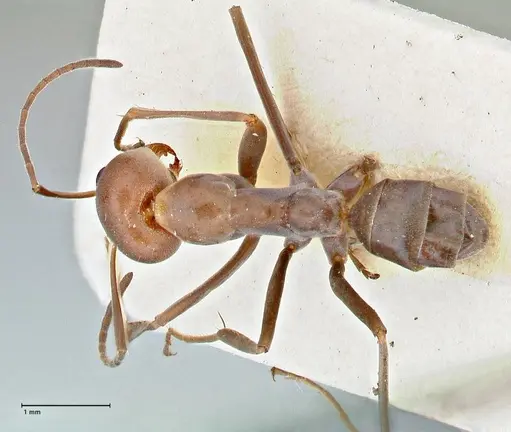 Iridomyrmex rubriceps - FOCOL2821
