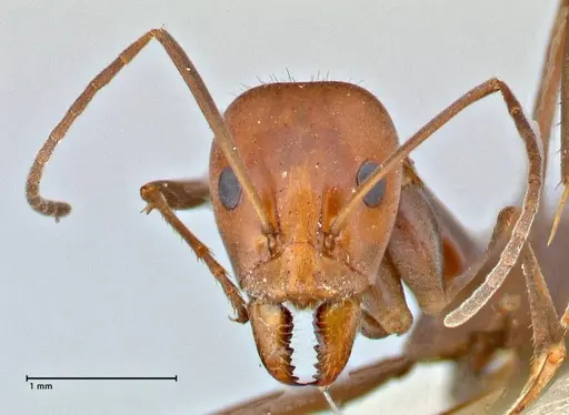 Iridomyrmex rubriceps - FOCOL2821