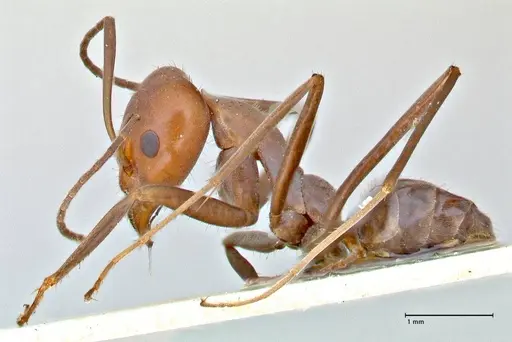 Iridomyrmex rubriceps - FOCOL2821