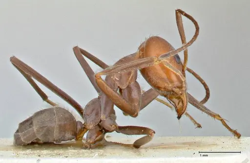 Iridomyrmex rubriceps - FOCOL2821