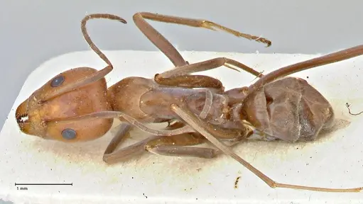 Iridomyrmex rubriceps - FOCOL2822