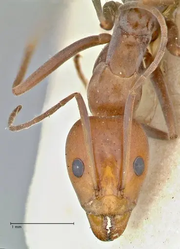 Iridomyrmex rubriceps - FOCOL2822