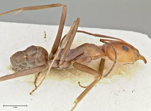 Iridomyrmex rubriceps - FOCOL2822