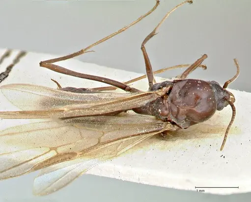 Iridomyrmex rubriceps - FOCOL2823