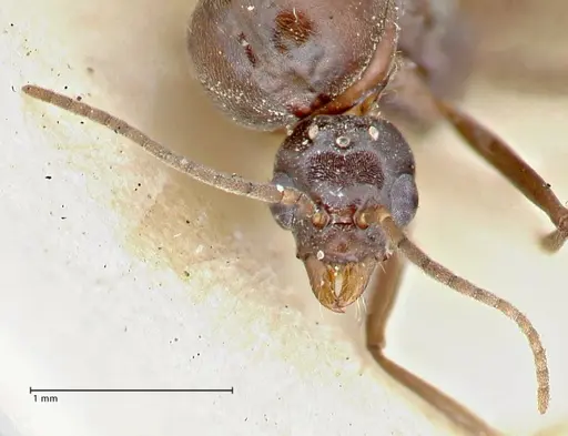Iridomyrmex rubriceps - FOCOL2823