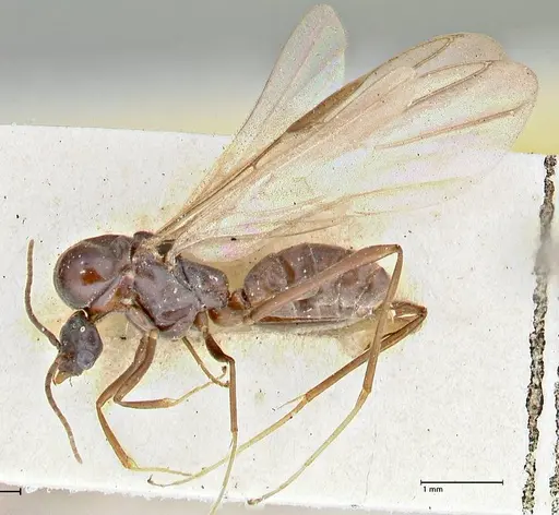 Iridomyrmex rubriceps - FOCOL2823