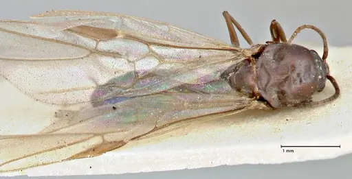 Iridomyrmex rubriceps - FOCOL2824