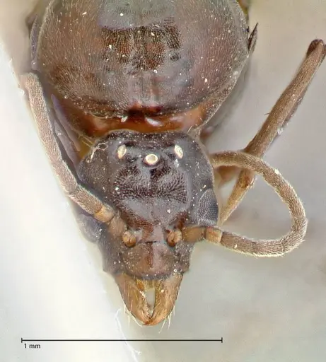 Iridomyrmex rubriceps - FOCOL2824