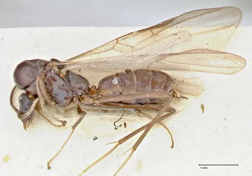 Iridomyrmex rubriceps - FOCOL2824