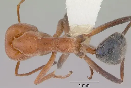 Iridomyrmex rufoinclinus specimen