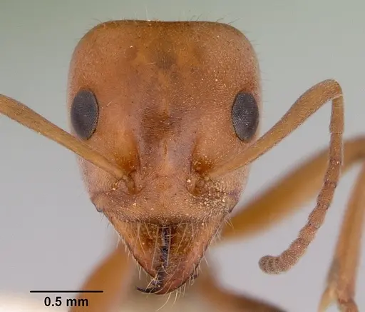 Iridomyrmex rufoinclinus specimen