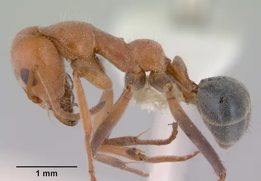 Iridomyrmex rufoinclinus specimen