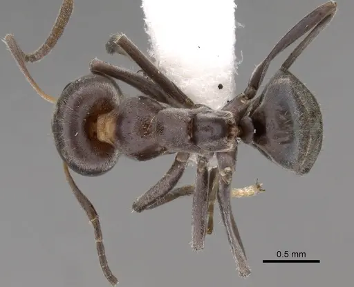 Iridomyrmex rufoniger specimen