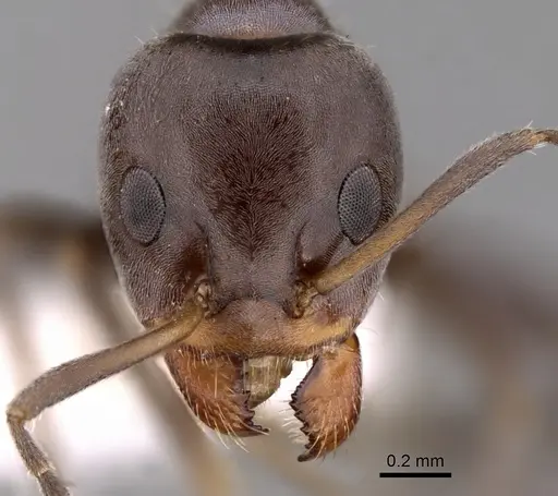 Iridomyrmex rufoniger specimen