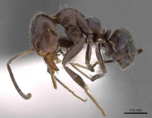 Iridomyrmex rufoniger specimen