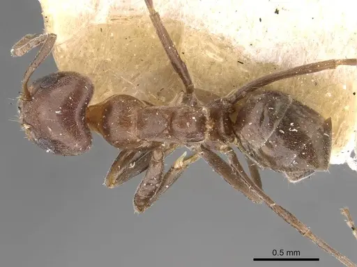 Iridomyrmex rufoniger - CASENT0909555