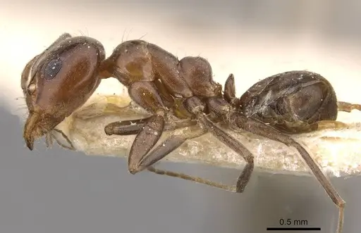 Iridomyrmex rufoniger - CASENT0909555