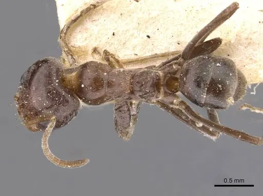 Iridomyrmex rufoniger - CASENT0909556