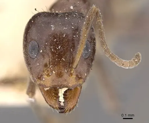 Iridomyrmex rufoniger - CASENT0909556