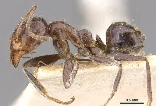 Iridomyrmex rufoniger - CASENT0909556